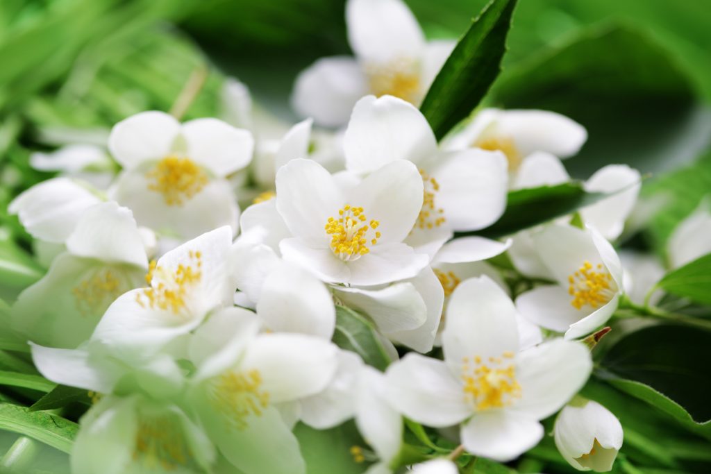 jasmine essential oil for love and romance