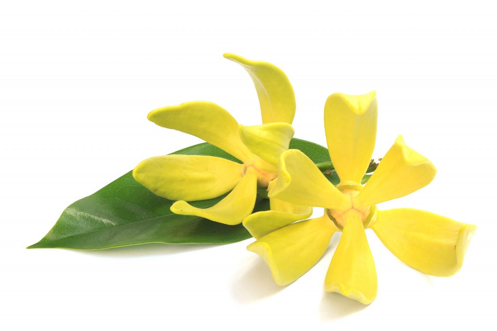 ylang-ylang essential oil for love and romance, benefits of ylang-ylang essential oil