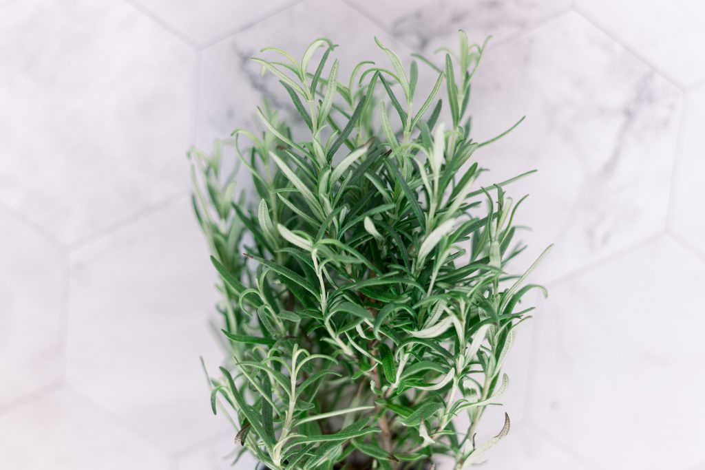 Discover How Rosemary Essential Oil Is One Of The Best