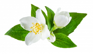 Jasmine Essential Oil: Uses & Benefits - Simply Earth Blog