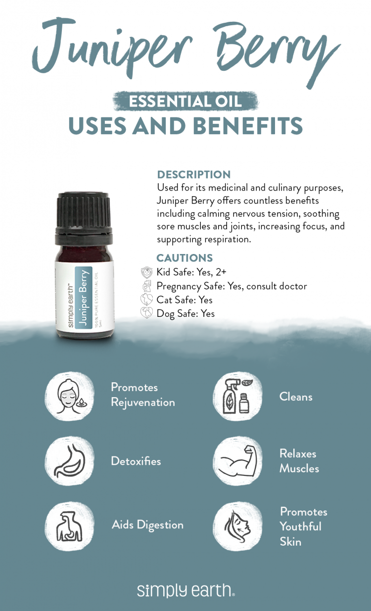 Juniper Berry Essential Oil Benefits, Uses, & Recipes - Simply Earth Blog